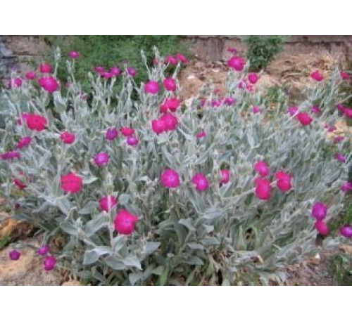 Ліхніс корончастий, насіння (Lychnis coronaria)